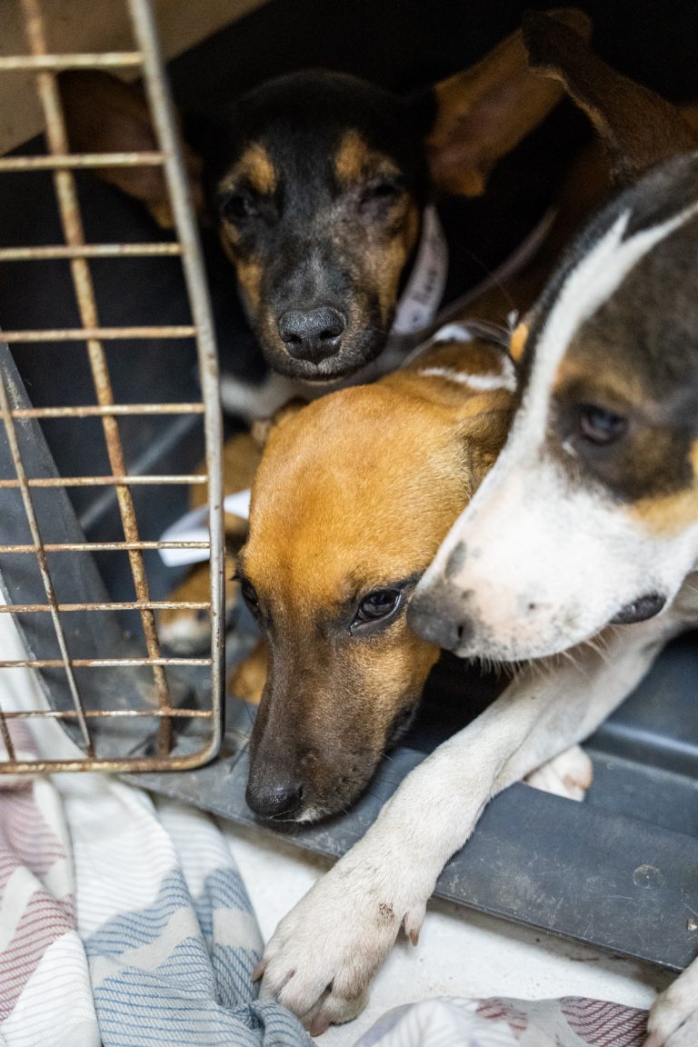 Dogs in a kennel during a neutering campaign, in Guanacaste Costa Rica.