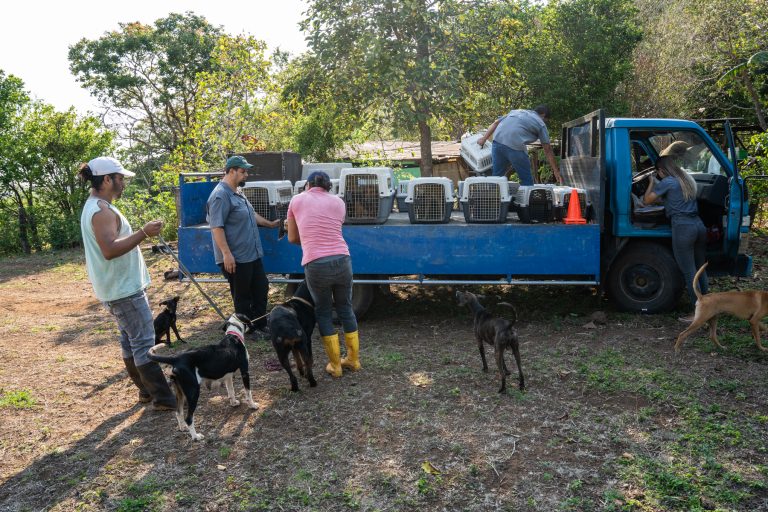 Neutering campaigns in a small village in Guanacaste, Costa Rica. Animals, cats and dogs, are brought by their owners to a collection point and transported by the organisations to the veterinary clinic with a small truck.