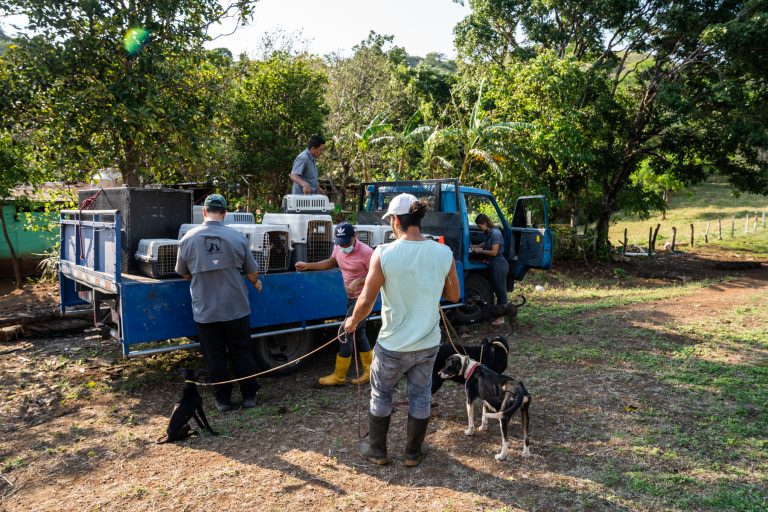 Neutering campaigns in a small village in Guanacaste, Costa Rica. Animals, cats and dogs, are brought by their owners to a collection point and transported by the organisations to the veterinary clinic with a small truck.