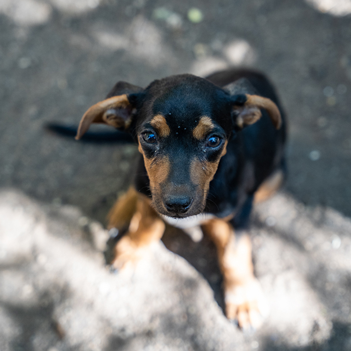 A black and brown puppy, looking up, in Guanacaste Costa Rica.