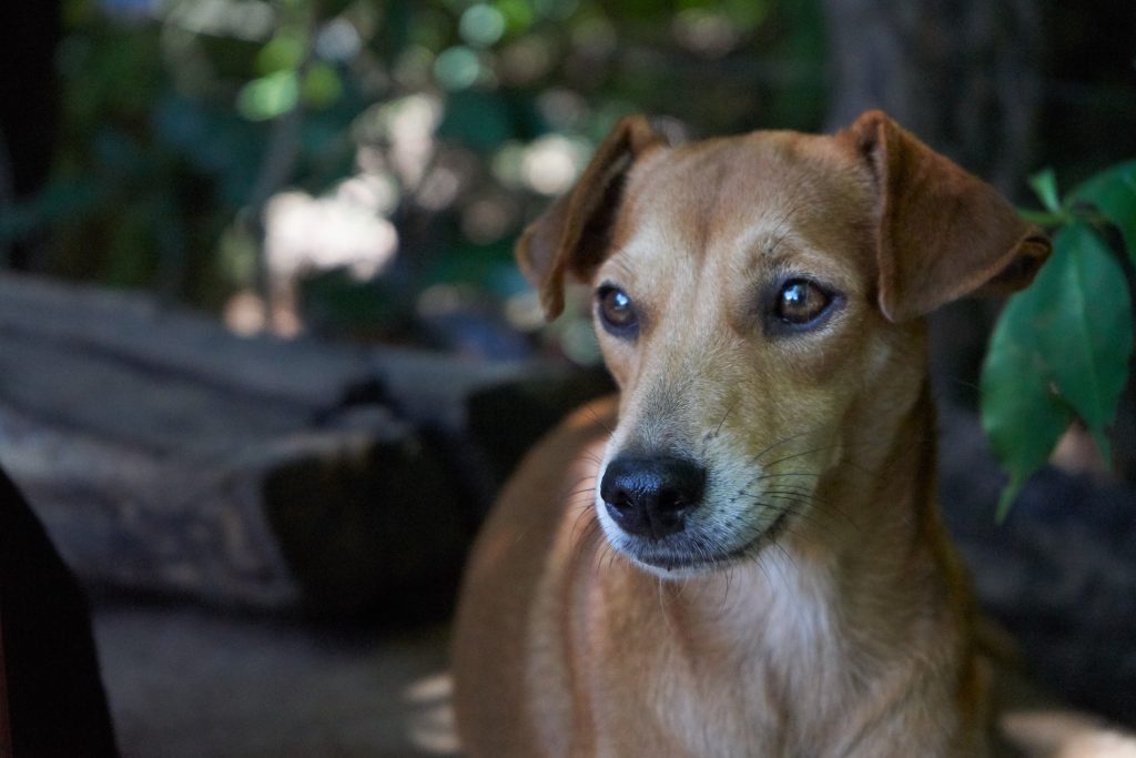 A beautiful light brown dog, in Guanacaste Costa Rica.