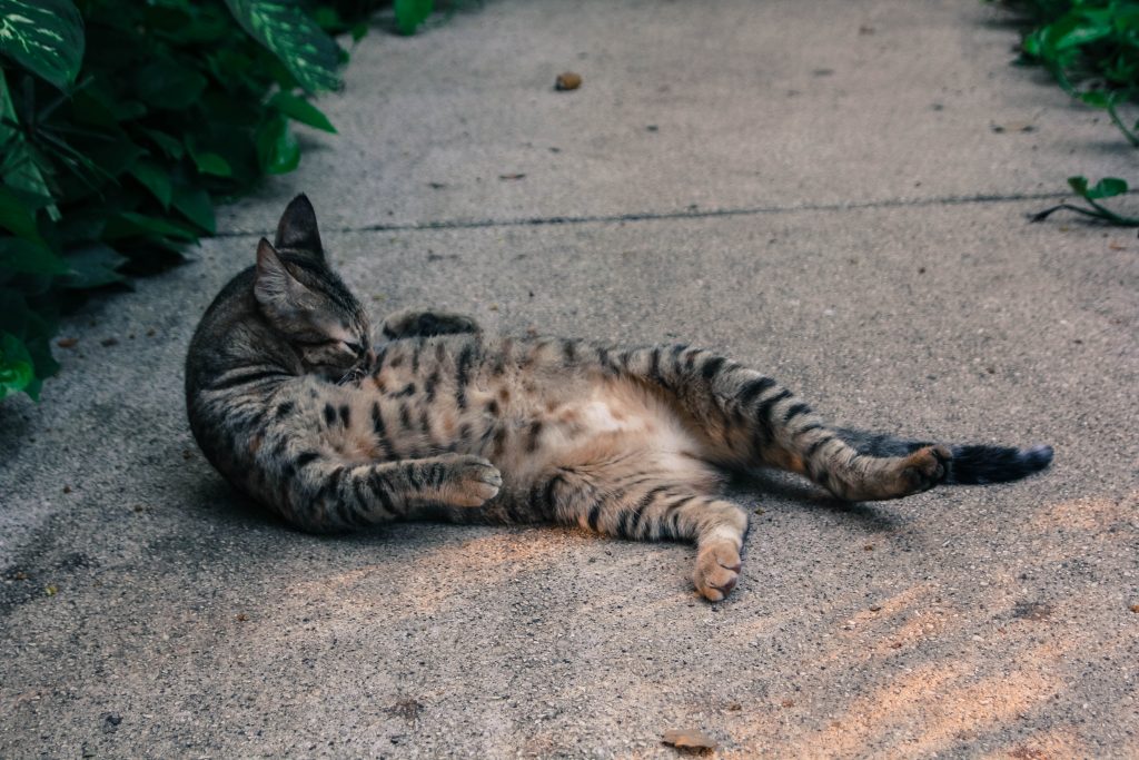 A cat laying down and cleaning itself, in Guanacaste Costa Rica.