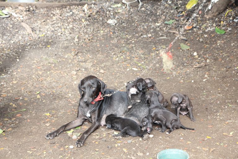 A black female dog on a leash, with her puppies, in Guanacaste Costa Rica.