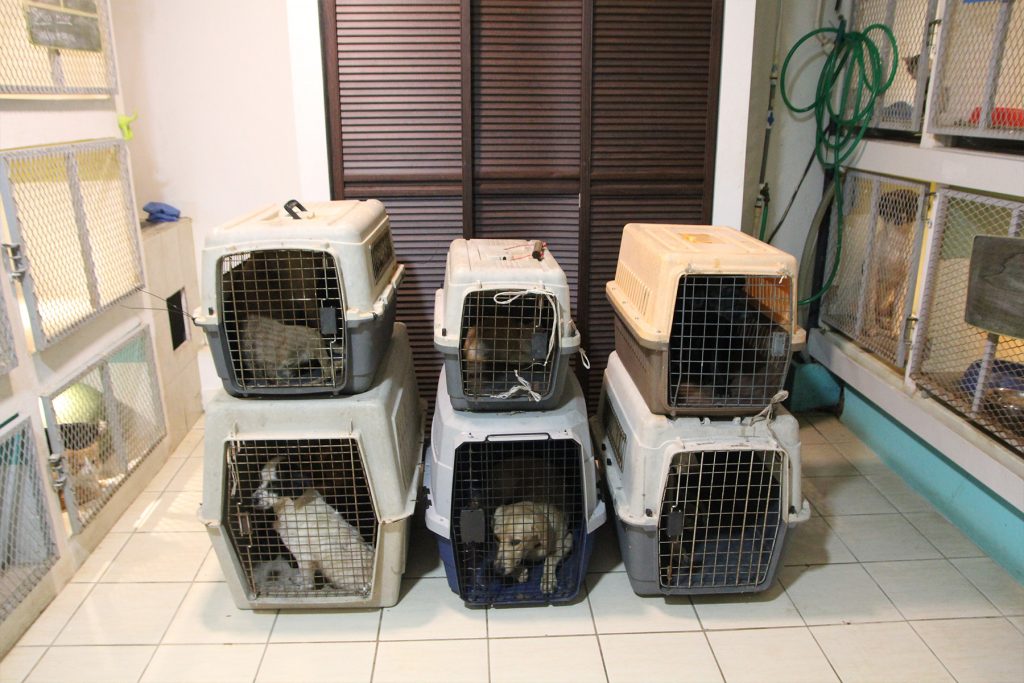 Various kennels with dogs and cats in a veterinary clinic, during a neutering campaign, in Guanacaste Costa Rica.