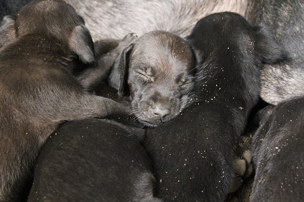 Black puppies sleeping, in Costa Rica.