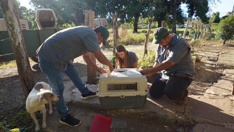 Labelling a dog's kennel for a neutering campaign, in Guanacaste Costa Rica.