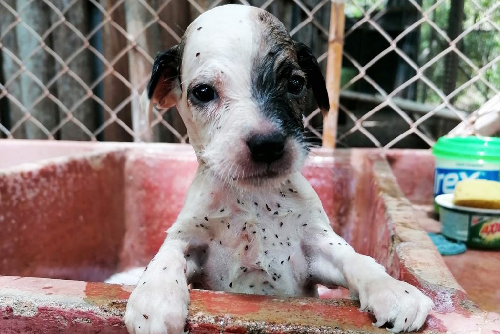 Rescue puppy full of fleas, after a bath, in Costa Rica.