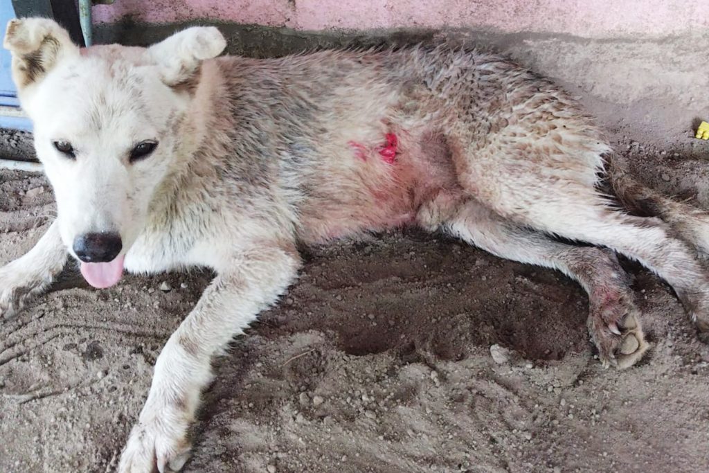 A injured dog, in Guanacaste Costa Rica.