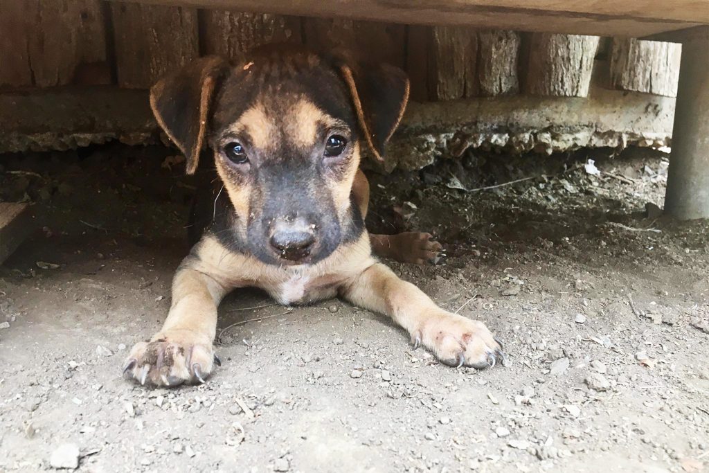 Rescue puppy, in Costa Rica.