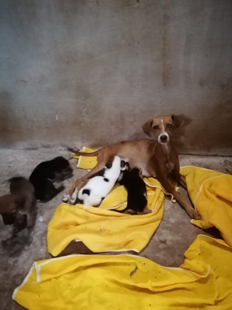 A rescue female dog with her puppies, in Guanacaste, Costa Rica.