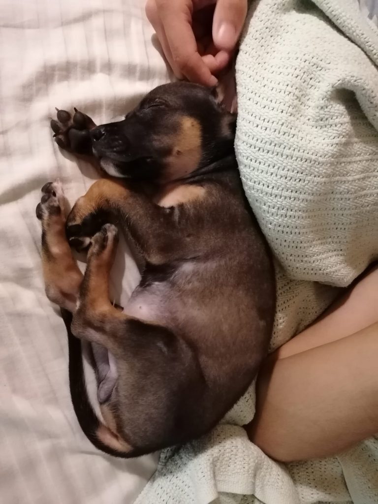 A black and brown rescue puppy, sleeping, in Guanacaste, Costa Rica.