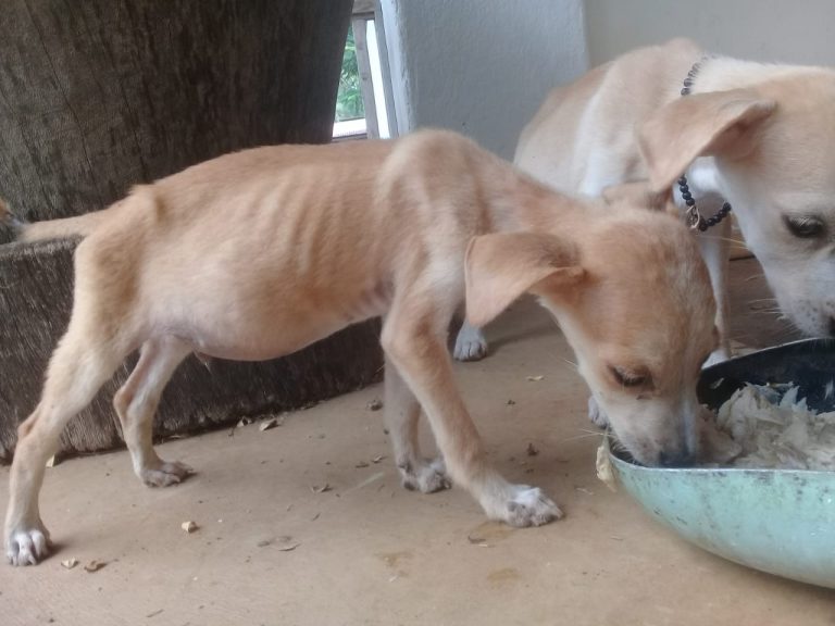 Two malnourished puppies, in Guanacaste Costa Rica.