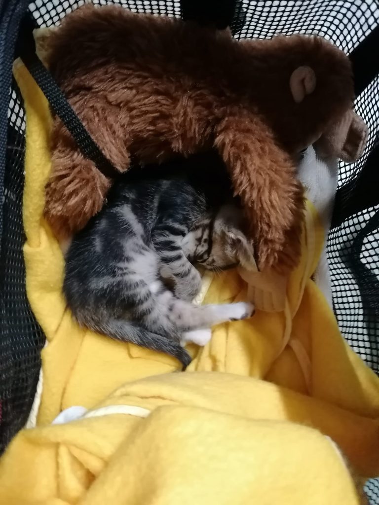 A rescue kitten, sleeping with his monkey stuffed animal, in Guanacaste, Costa Rica.