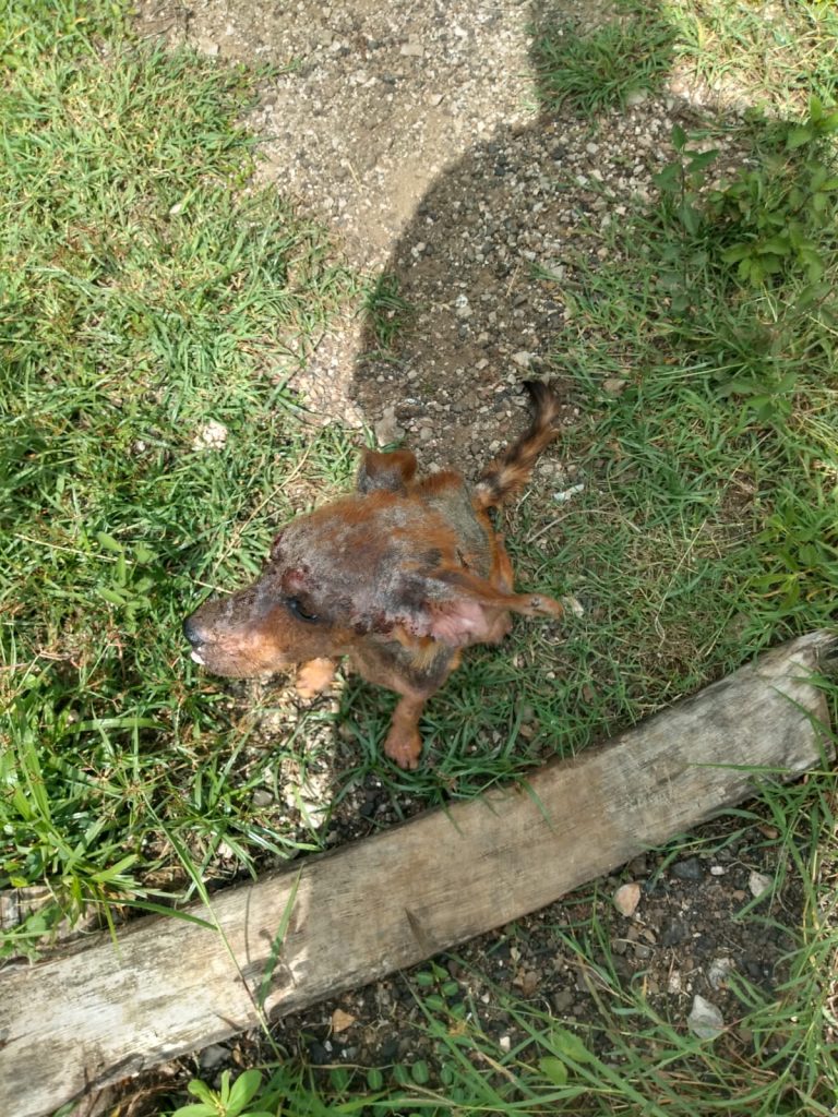 A sick stray dog, in Guanacaste Costa Rica.