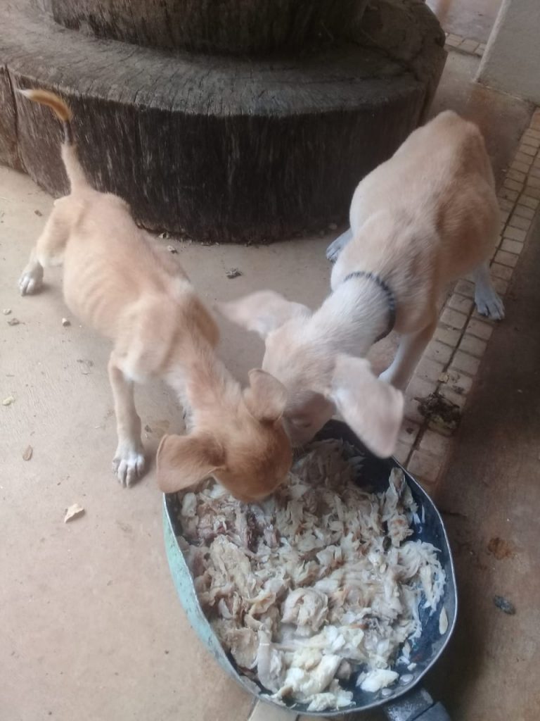 Two malnourished puppies, in Guanacaste Costa Rica.