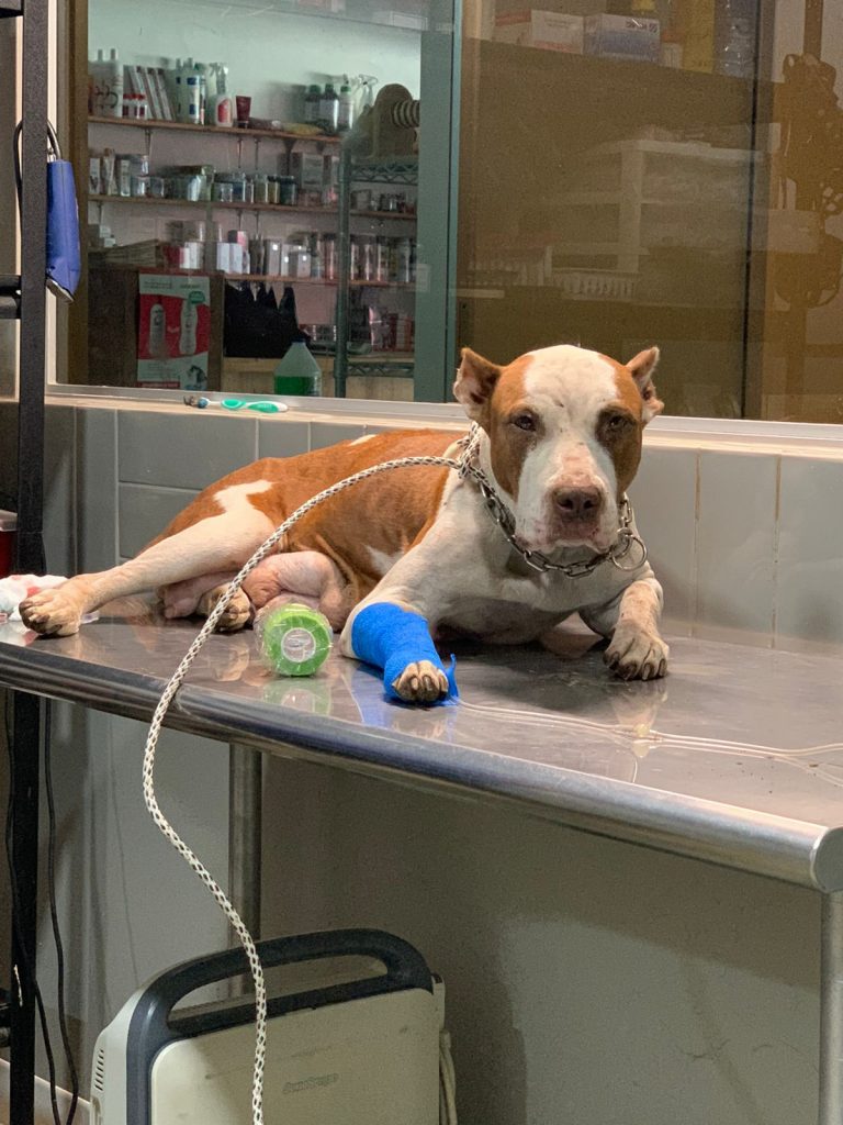 A very malnourished and injured dog, in Guanacaste Costa Rica.