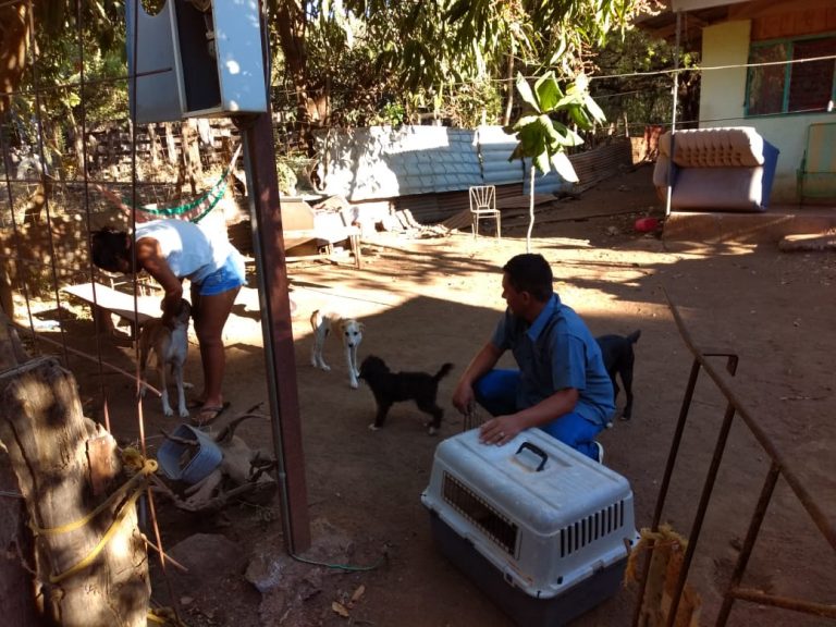 Neutering campaigns in Guanacaste, Costa Rica