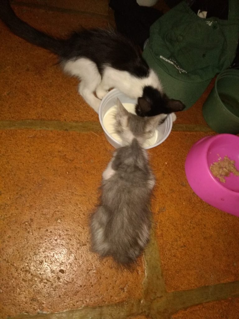 Two malnourished kittens, in Guanacaste Costa Rica.
