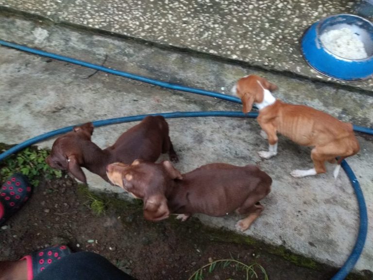 Three malnourished puppies, in Guanacaste Costa Rica.