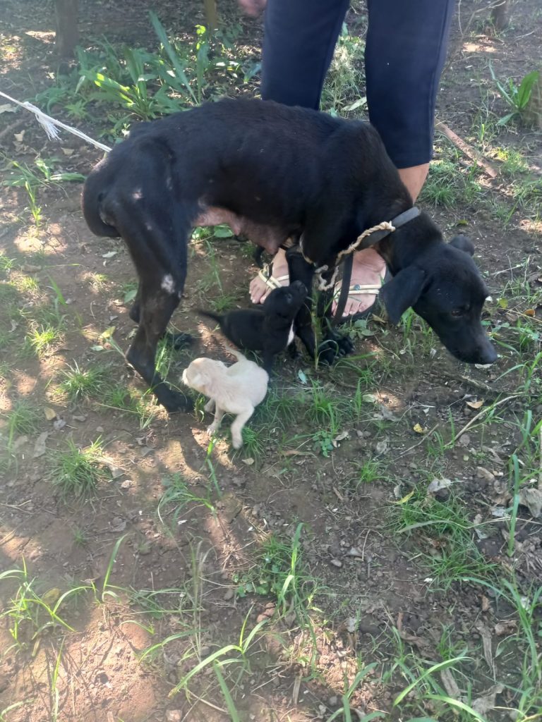 A very malnourished female dog with her puppies, in Guanacaste Costa Rica.