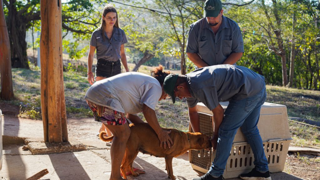 Step 3 - Transport to the veterinary clinic. Preferably the owners themselves bring their cats and dogs to the veterinary clinic, otherwise we help them by picking up the animals and bringing them to the veterinary clinic.