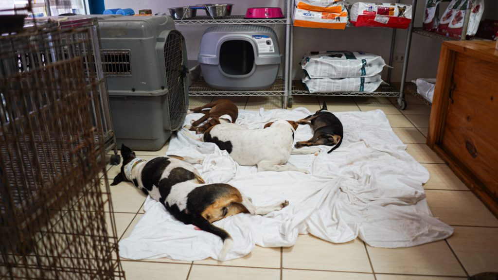 The animals wake up from anesthesia and the owners are contacted when the animals are ready to go home. Antibiotics, pain medication and a wound ointment (with instructions and information) are given to the owners.