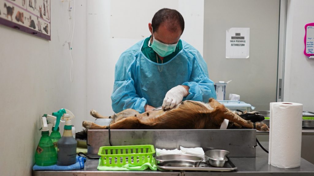The animals are sterilized and the operation takes about 10-30 minutes.