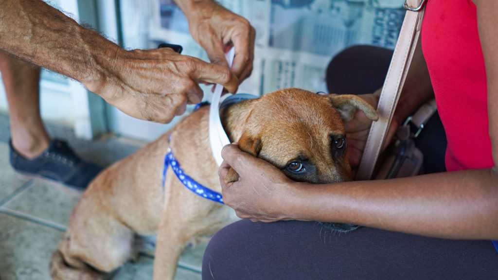 Each dog will get a collar, which will be inscribed with the owner’s name, cell phone number, and the dog’s weight in order to distinguish the dogs. The cat boxes will be labeled with the owner’s name and cell phone number so that there is no risk of confusion.