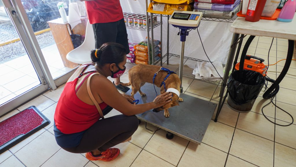 Before the operation, the dogs are weighed. Besides medical reasons, the weight also determines the cost of the surgery. The cats are not weighed.