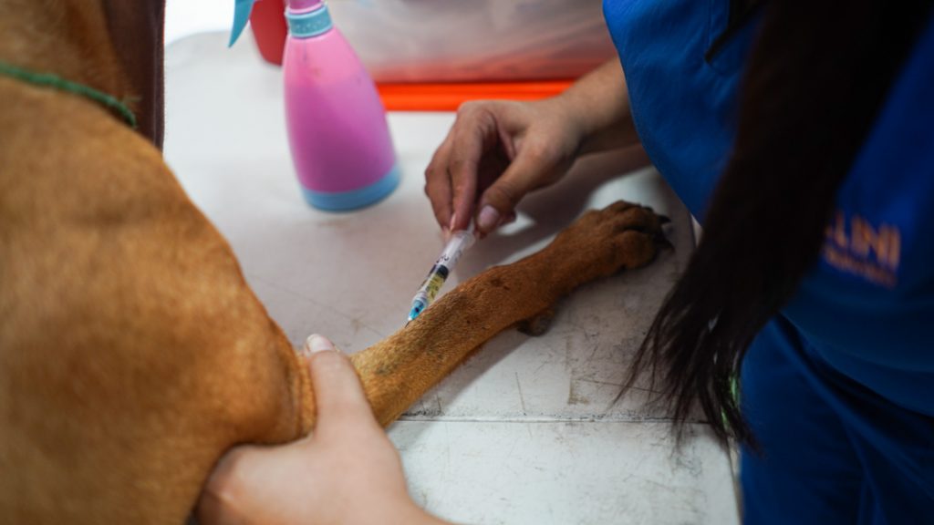 The animals are anesthetized and prepared for surgery.