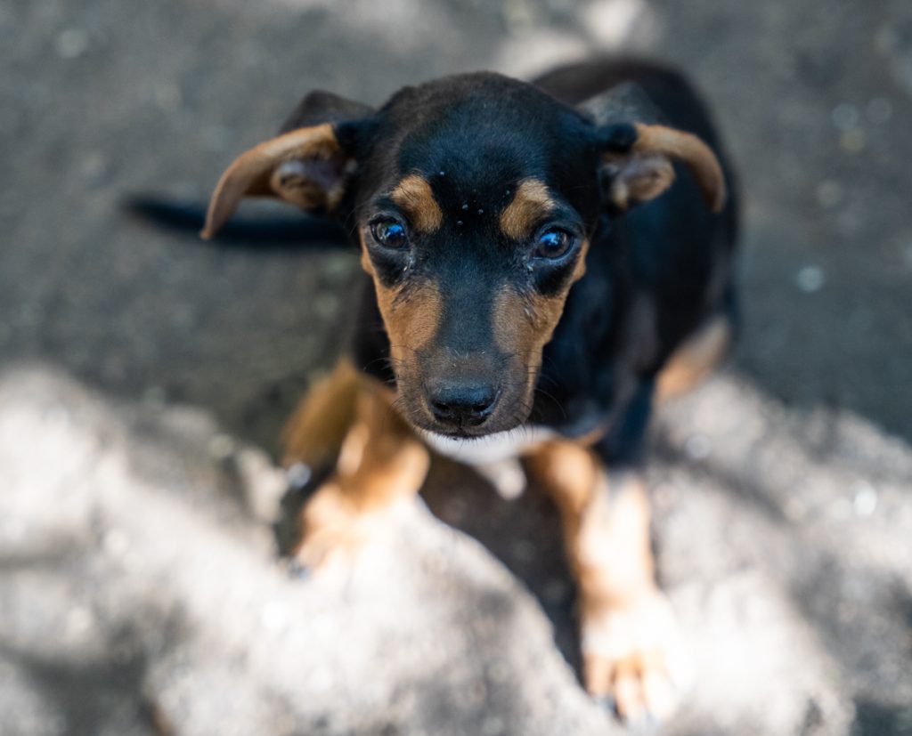 A black and brown puppy, looking up, in Guanacaste Costa Rica.