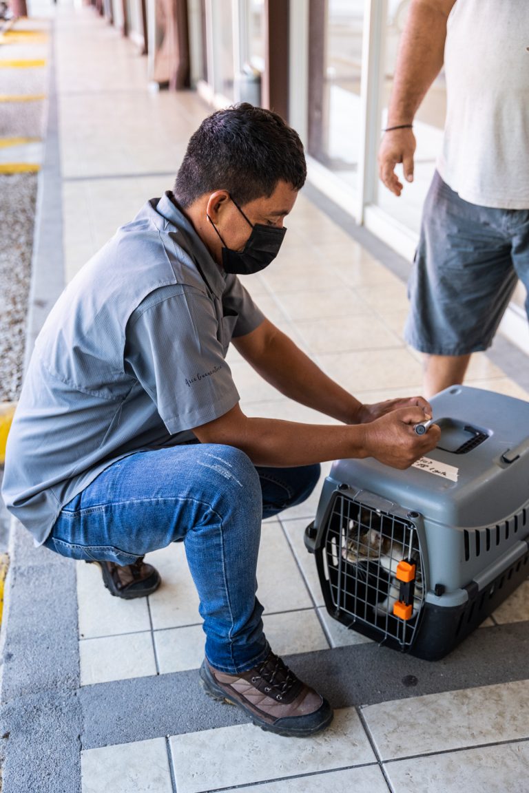 Labelling a dog's kennel for a neutering campaign, in Guanacaste Costa Rica.