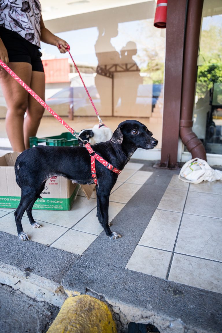 A dog on a leash during neutering campaign, in Guanacaste Costa Rica.