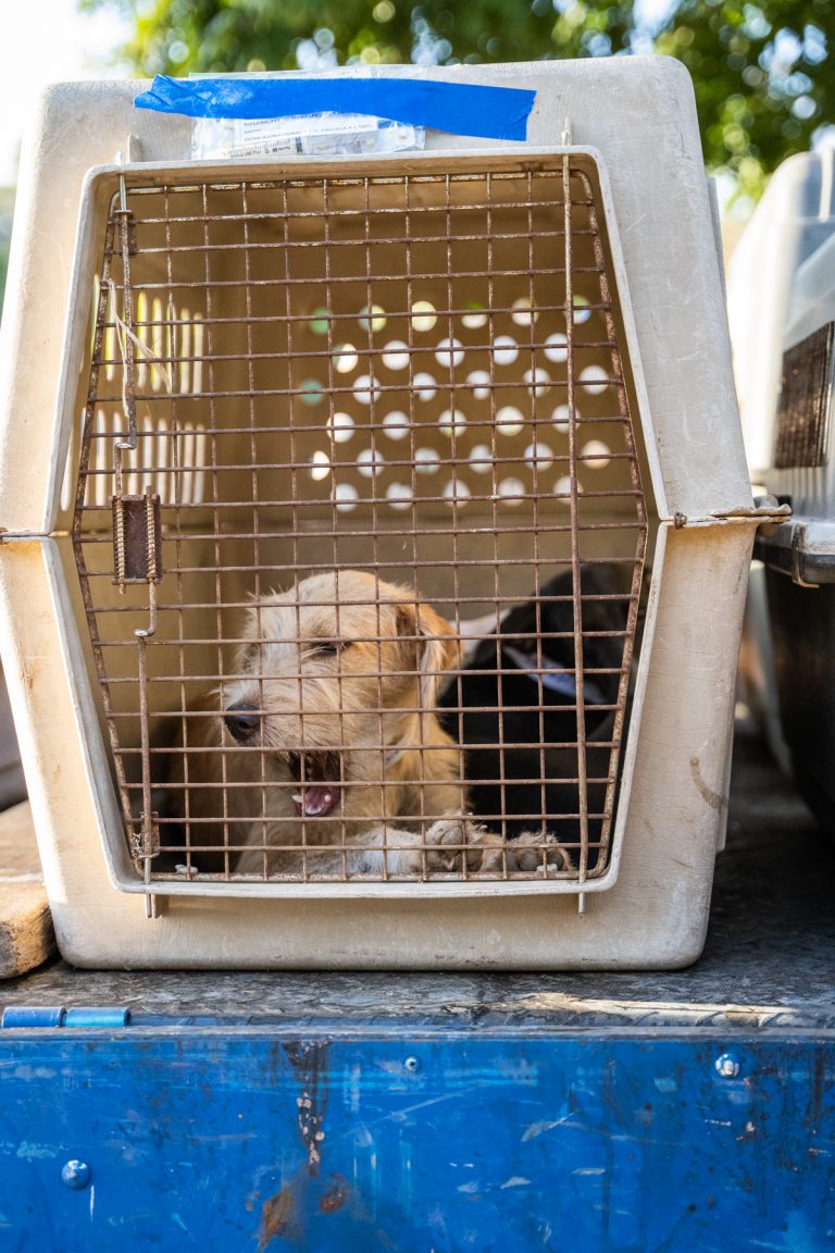 A dog in a kennel, during a neutering campaign, in Guanacaste Costa Rica.