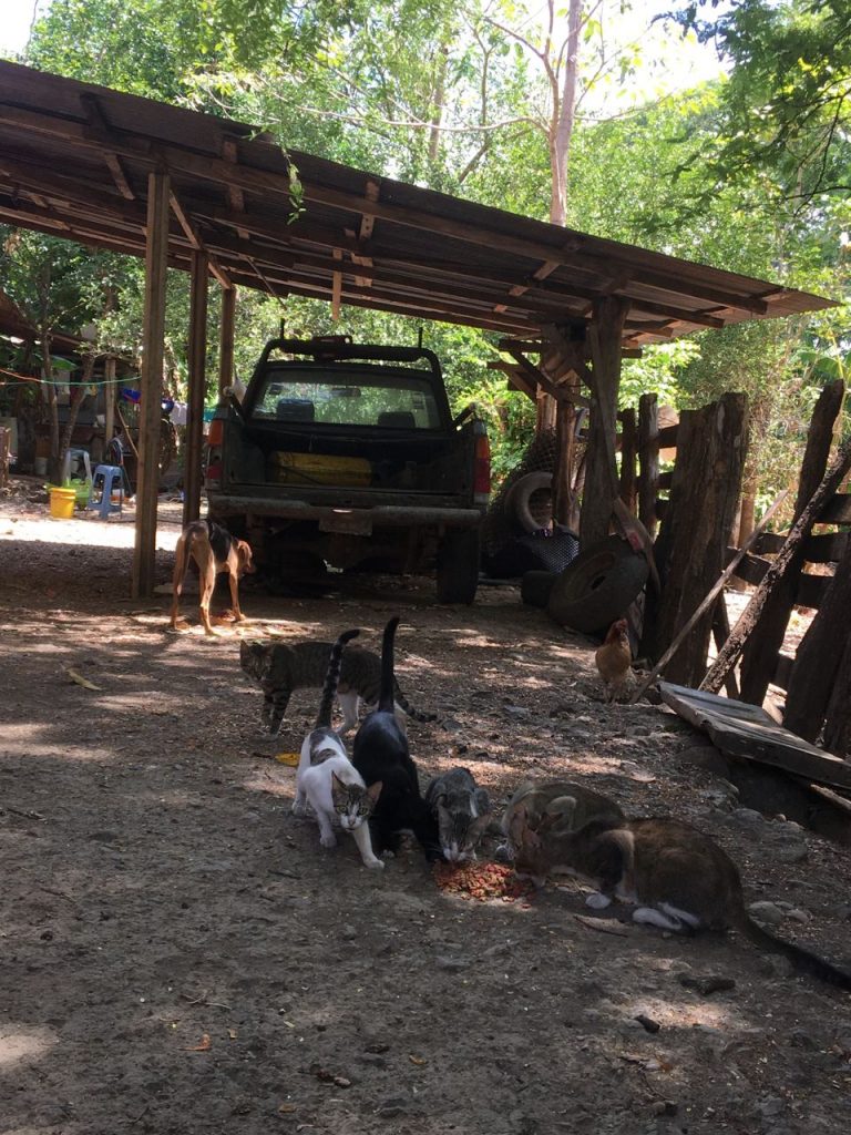 Cats, dogs and chicken eating, in Guanacaste Costa Rica.