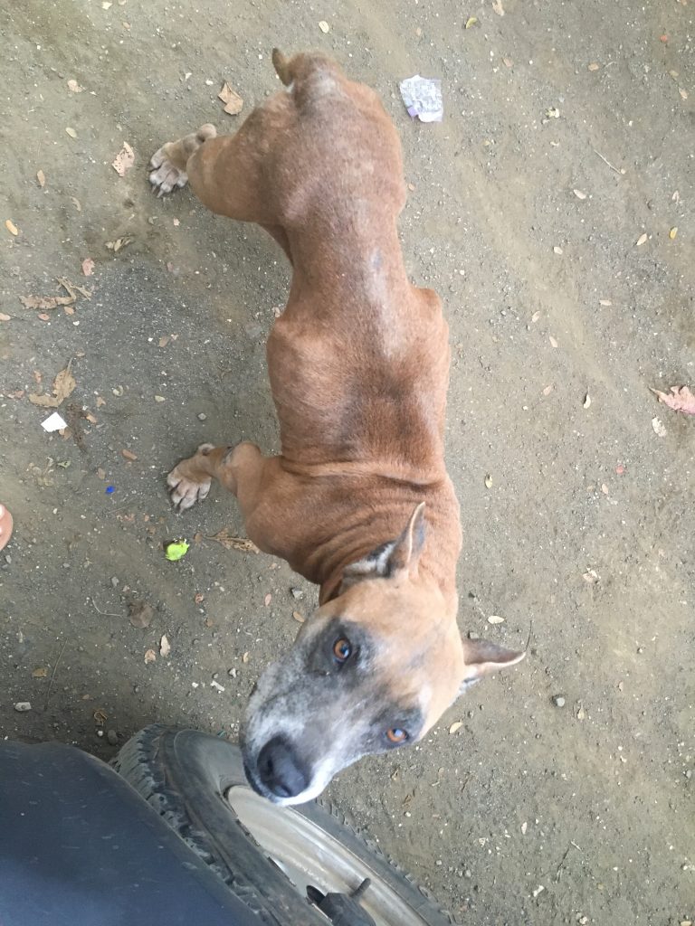 A very malnourished dog, in Guanacaste Costa Rica.