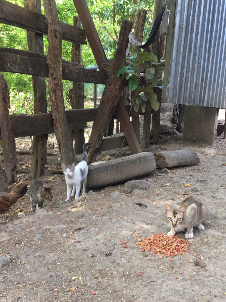 Cats eating, in Guanacaste Costa Rica.