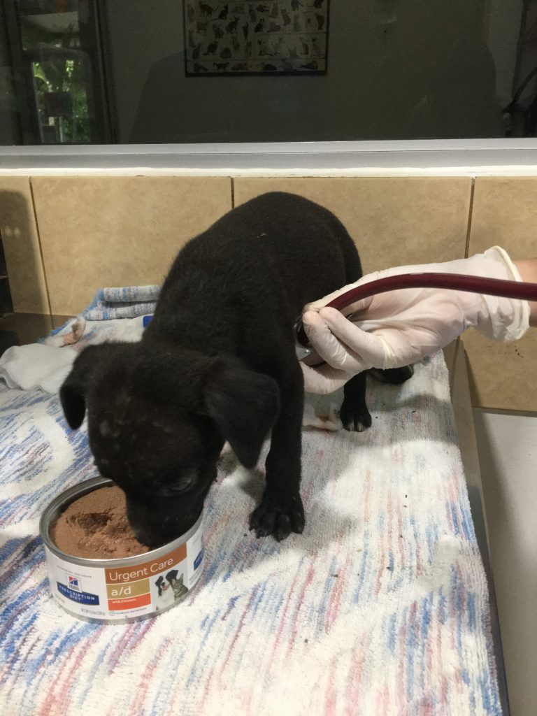 A malnourished puppy at the veterinary clinic, in Guanacaste Costa Rica.