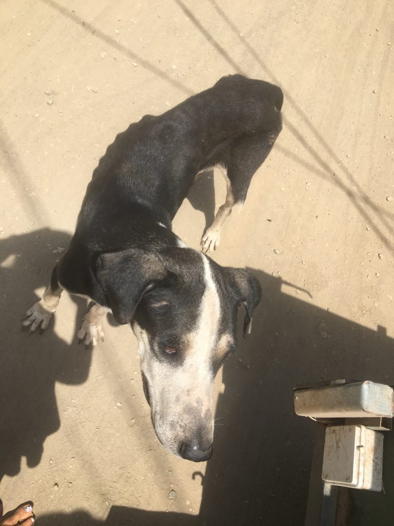 A very malnourished dog, in Guanacaste Costa Rica.