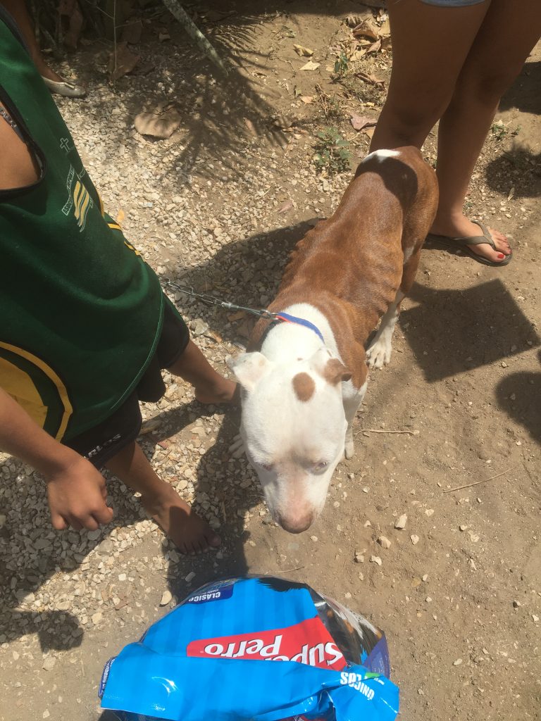 A very malnourished dog, in Guanacaste Costa Rica.
