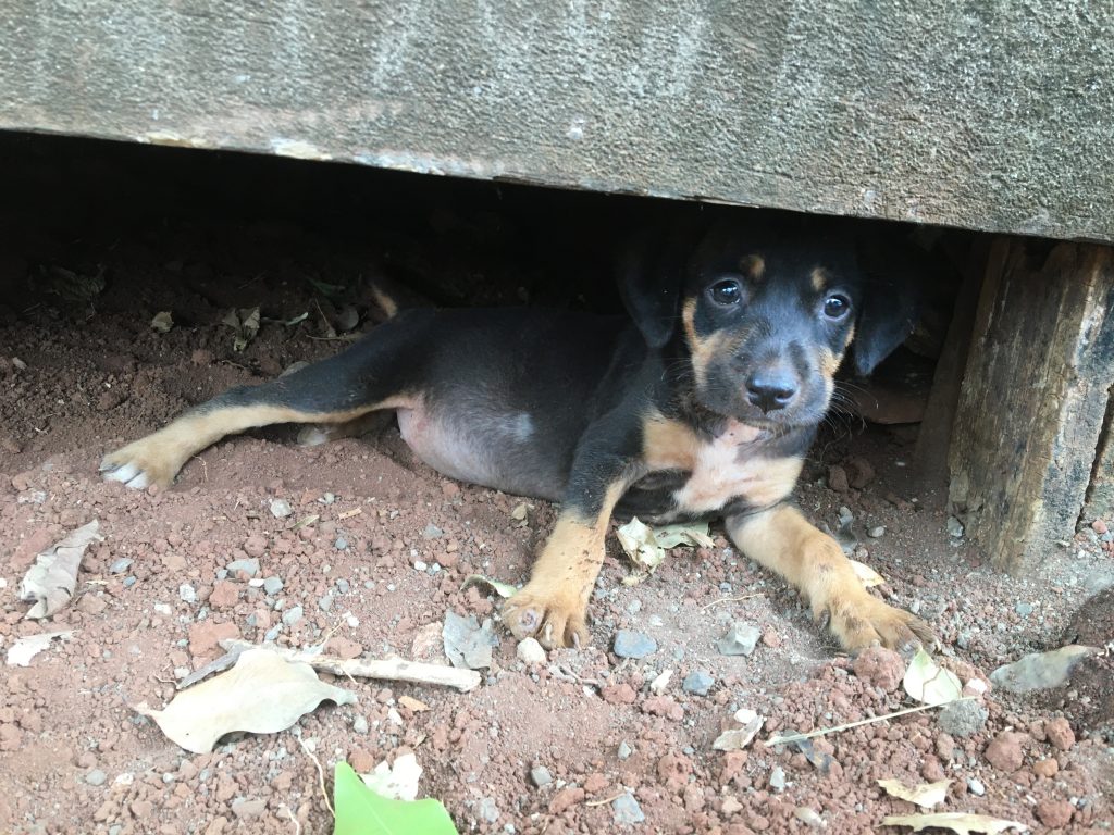 A black and brown rescue puppy, in Guanacaste, Costa Rica.