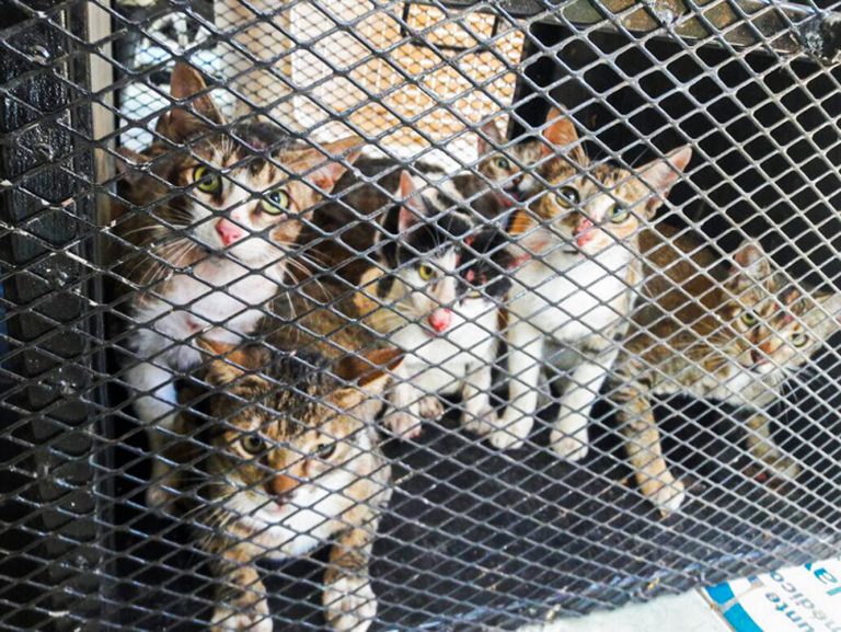 Cats in a kennel during a neutering campaign, in Guanacaste Costa Rica.