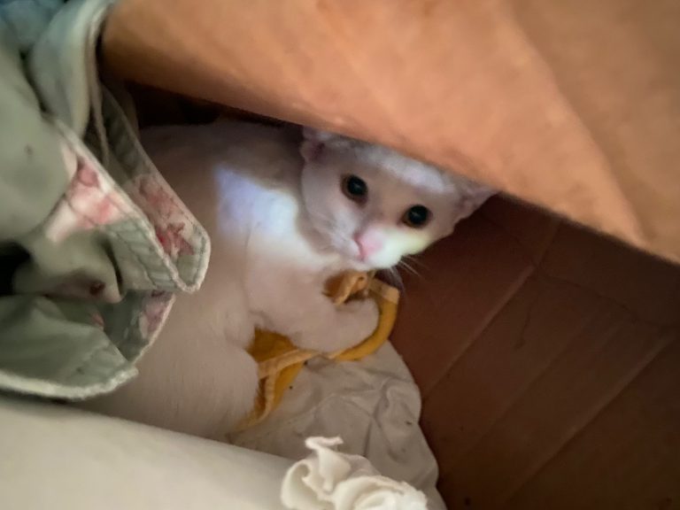 A white rescue kitten, in Guanacaste, Costa Rica.