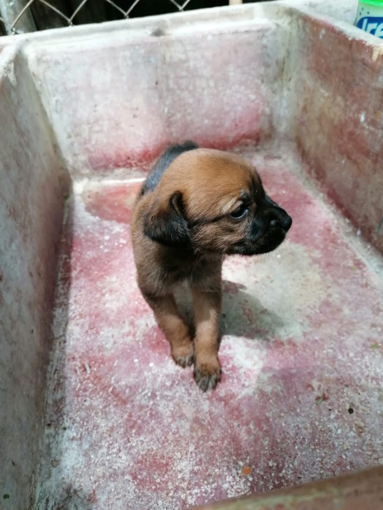 A black and brown rescue puppy, in Guanacaste, Costa Rica.