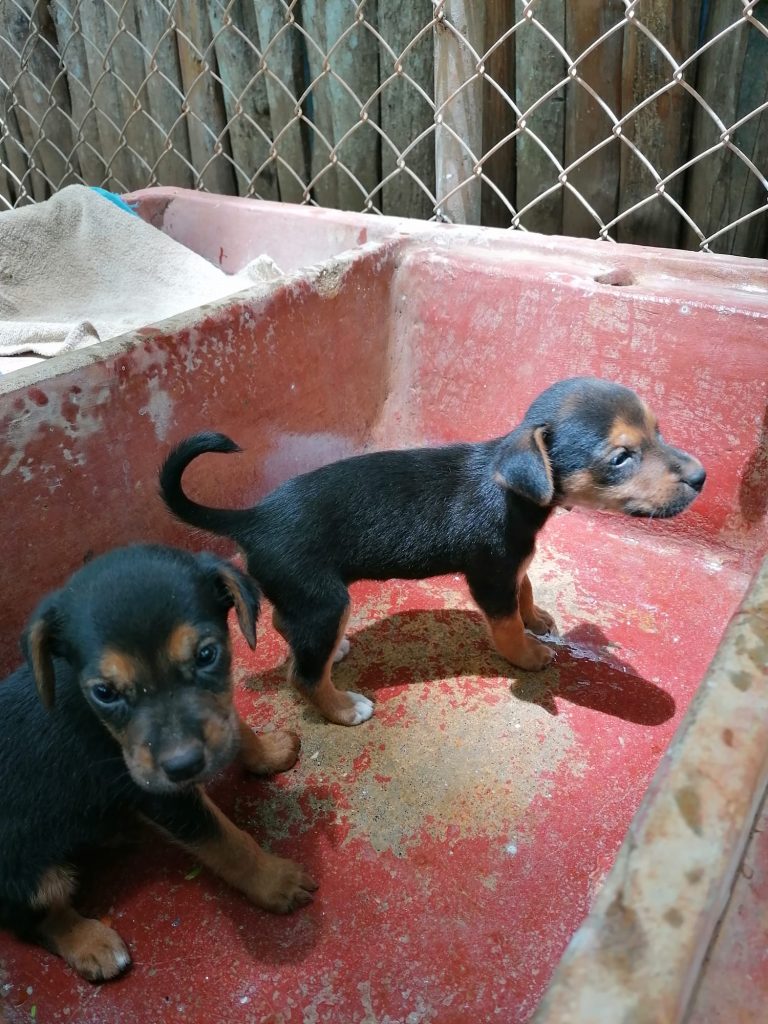 A black and brown rescue puppy, in Guanacaste, Costa Rica.