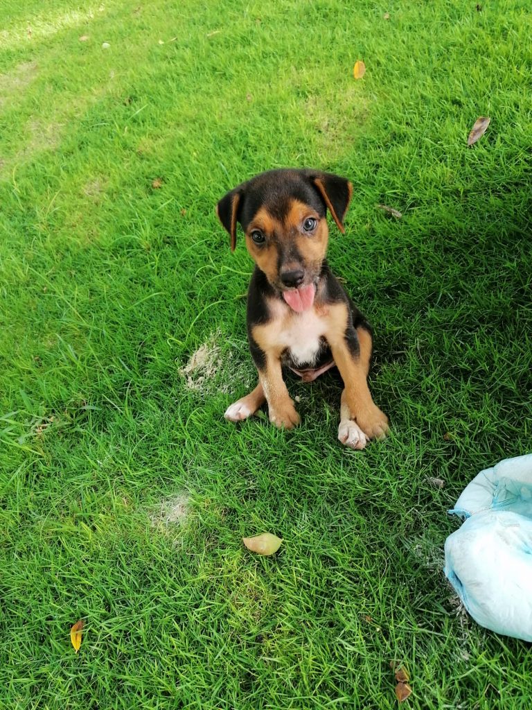 A black and brown rescue puppy, in Guanacaste, Costa Rica.