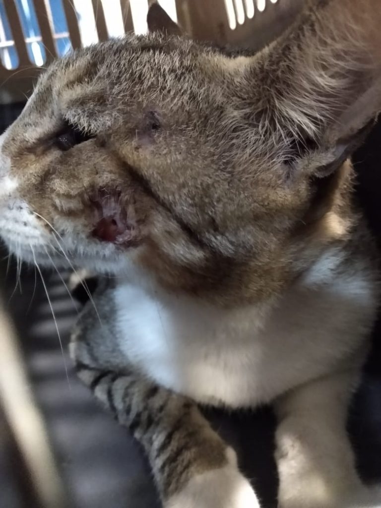 An injured cat, in Guanacaste Costa Rica.