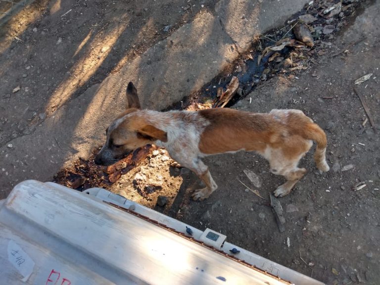 A very malnourished dog, in Guanacaste Costa Rica.