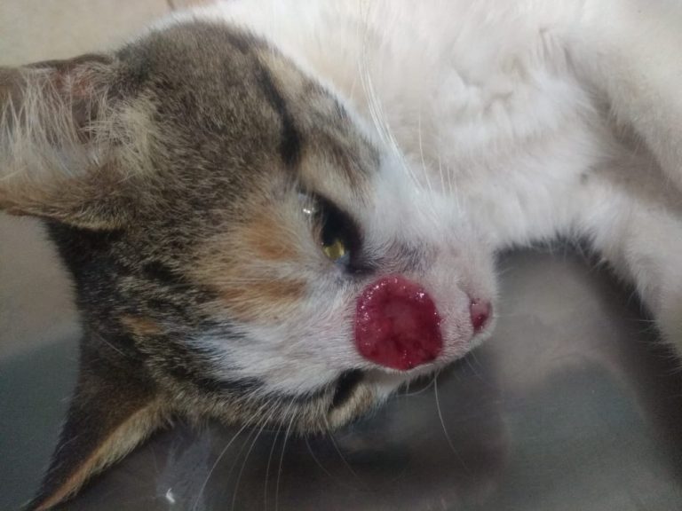An injured cat, in Guanacaste Costa Rica.