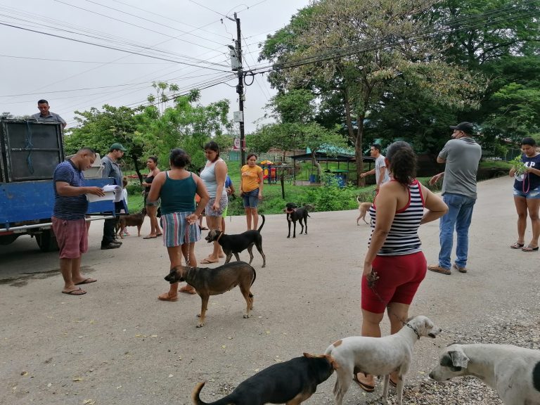 Neutering campaigns in a small village in Guanacaste, Costa Rica. Animals, cats and dogs, are brought by their owners to a collection point and transported by the organisations to the veterinary clinic with a small truck.